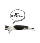 ねこ ブリティッシュショートヘアー（個別スタンプ：5）