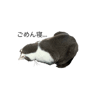 ねこ ブリティッシュショートヘアー（個別スタンプ：8）