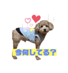 トイプーのLOVEだよ（個別スタンプ：5）