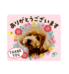 トイプーのLOVEだよ（個別スタンプ：7）