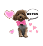トイプーのLOVEだよ（個別スタンプ：8）