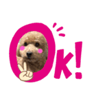 トイプーのLOVEだよ（個別スタンプ：10）