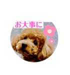 トイプーのLOVEだよ（個別スタンプ：12）