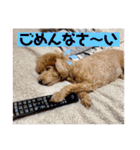 トイプーのLOVEだよ（個別スタンプ：14）