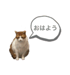 ロッシー＆くっきー（個別スタンプ：10）