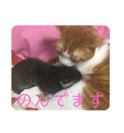 ロッシー＆くっきー（個別スタンプ：22）