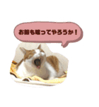 ロッシー＆くっきー（個別スタンプ：24）