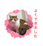 ロッシー＆くっきー（個別スタンプ：26）