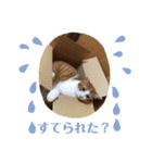 ロッシー＆くっきー（個別スタンプ：29）