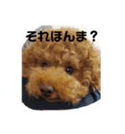 関西弁のトイプードル2（個別スタンプ：8）