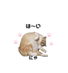タプタプお腹のモフ猫 ミルの日常会話（個別スタンプ：1）