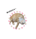 タプタプお腹のモフ猫 ミルの日常会話（個別スタンプ：2）