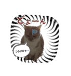 タプタプお腹のモフ猫 ミルの日常会話（個別スタンプ：7）