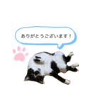 黒白みー（個別スタンプ：3）