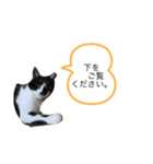 黒白みー（個別スタンプ：8）