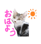 ✴︎stamp✴︎（個別スタンプ：1）
