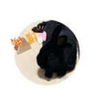 うさぎのノアくんスタンプ（個別スタンプ：2）