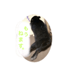 うさぎのノアくんスタンプ（個別スタンプ：3）