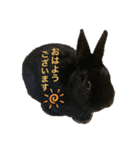 うさぎのノアくんスタンプ（個別スタンプ：7）