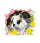 うさぎのクローバースタンプ（個別スタンプ：1）