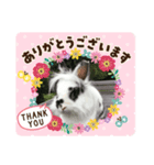 うさぎのクローバースタンプ（個別スタンプ：4）