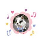 うさぎのクローバースタンプ（個別スタンプ：6）