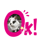 うさぎのクローバースタンプ（個別スタンプ：8）