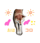 柴犬コロ助スタンプ〜コロスタ〜其の一（個別スタンプ：1）