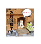 柴犬コロ助スタンプ〜コロスタ〜其の一（個別スタンプ：3）