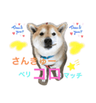 柴犬コロ助スタンプ〜コロスタ〜其の一（個別スタンプ：4）
