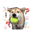 柴犬コロ助スタンプ〜コロスタ〜其の一（個別スタンプ：5）