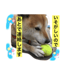 柴犬コロ助スタンプ〜コロスタ〜其の一（個別スタンプ：6）