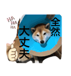 柴犬コロ助スタンプ〜コロスタ〜其の一（個別スタンプ：7）