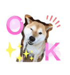 柴犬コロ助スタンプ〜コロスタ〜其の一（個別スタンプ：8）