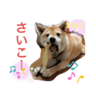 柴犬コロ助スタンプ〜コロスタ〜其の一（個別スタンプ：9）