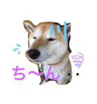 柴犬コロ助スタンプ〜コロスタ〜其の一（個別スタンプ：10）