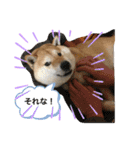 柴犬コロ助スタンプ〜コロスタ〜其の一（個別スタンプ：11）