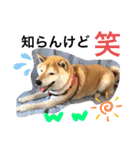 柴犬コロ助スタンプ〜コロスタ〜其の一（個別スタンプ：12）
