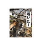 柴犬コロ助スタンプ〜コロスタ〜其の一（個別スタンプ：13）
