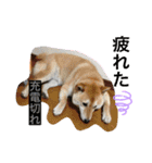 柴犬コロ助スタンプ〜コロスタ〜其の一（個別スタンプ：14）