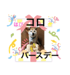 柴犬コロ助スタンプ〜コロスタ〜其の一（個別スタンプ：16）