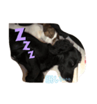わんちゃん！！可愛いよ！！（個別スタンプ：1）
