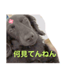 わんちゃん！！可愛いよ！！（個別スタンプ：2）