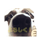 わんちゃん！！可愛いよ！！（個別スタンプ：3）