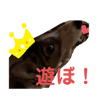 わんちゃん！！可愛いよ！！（個別スタンプ：6）