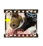 わんちゃん！！可愛いよ！！（個別スタンプ：8）