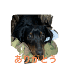 たんちゃんといっしょ‼︎٩(๑❛ᴗ❛๑)۶（個別スタンプ：3）