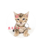 ベンガル猫のフェリスくん 仔猫ver.（個別スタンプ：2）