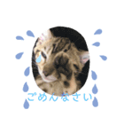 ベンガル猫のフェリスくん 仔猫ver.（個別スタンプ：3）