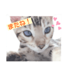 ベンガル猫のフェリスくん 仔猫ver.（個別スタンプ：4）
